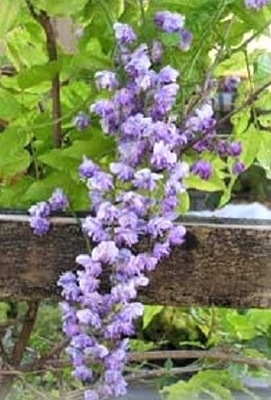 Dark Purple Wisteria