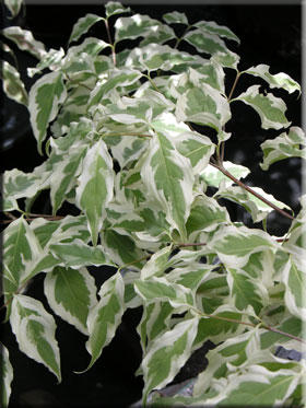 Kousa+dogwood+leaves