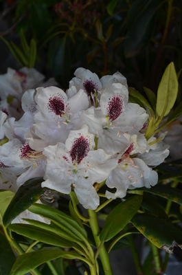 Rhododendron &lsquo;Calsap&rsquo; | Rhododendrons (Hybrids & species)