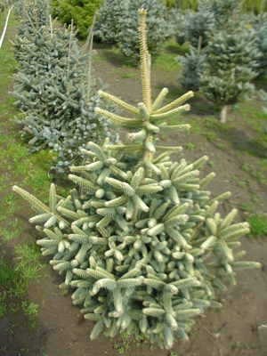 Abies pinsapo 'Aurea' | Conifers