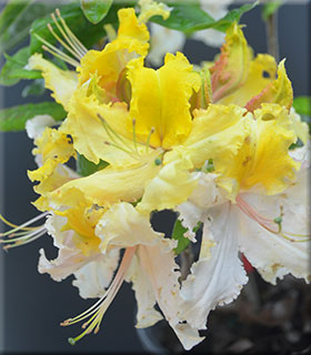 Deciduous Azaleas image