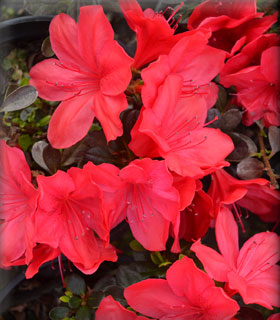 Evergreen Azaleas image