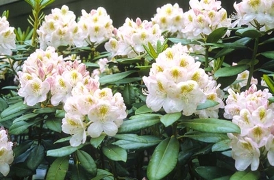 Rhododendron Gomer Waterer Rhododendrons Hybrids Species Rhododendron Gomer Waterer