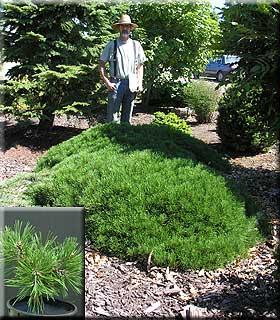 wapen Inademen Natuur Pinus mugo 'Corley's Mat' | Conifers