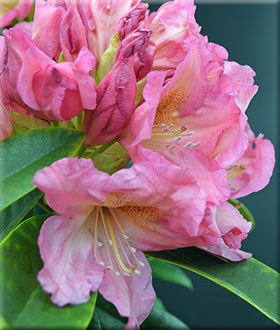 Rhododendrons (Hybrids & species) image