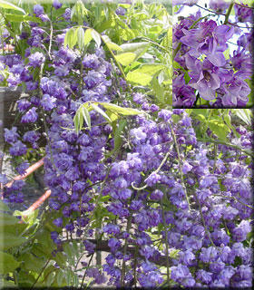 Wisteria and Vines image