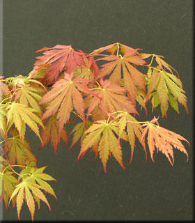 Japanese Maples, Ornamental Trees image