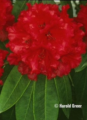 Rhododendron ‘Grace Seabrook’ | Rhododendrons (Hybrids & species)