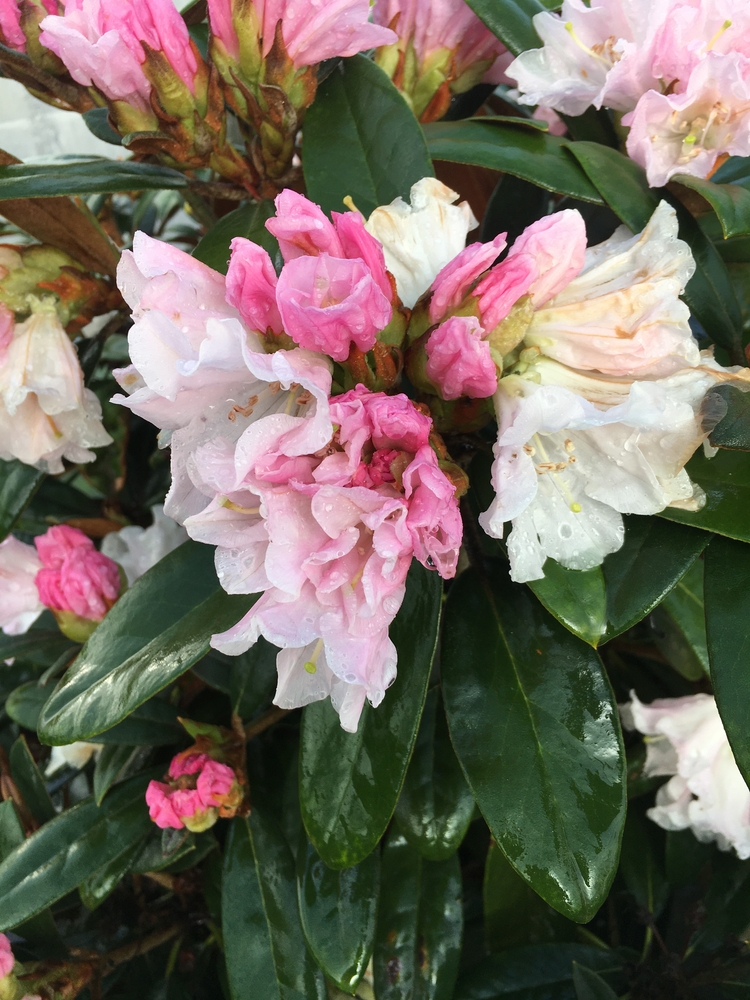 Rhododendron 'Teddy Bear' Rhododendrons (Hybrids & species)