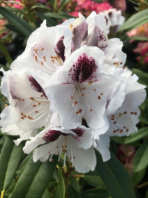 Rhododendron &lsquo;Calsap&rsquo; | Rhododendrons (Hybrids & species)