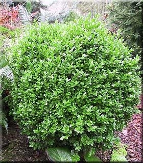 Buxus sempervirens 'Suffruticosa' | Deciduous & Evergreen Shrubs