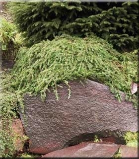 Tsuga canadensis 'Cole's Prostrate' | Conifers