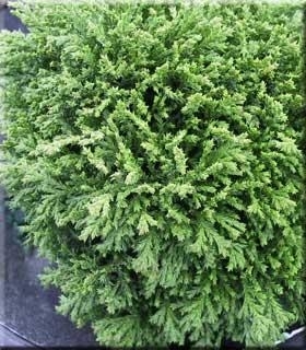 Chamaecyparis pisifera 'Tsukomo' | Conifers