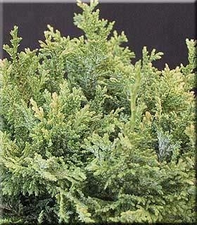 Thujopsis dolobrata 'Nana' | Conifers