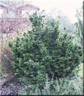 Tsuga canadensis 'Jervis' | Conifers