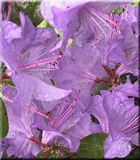 Rhododendron 'Blaney's Blue' | Rhododendrons (Hybrids & species)