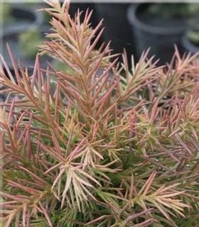 Cryptomeria japonica 'Elegans Compacta' | Conifers