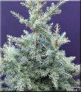 Tsuga mertensiana | Conifers