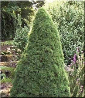 Picea glauca 'Jean's Dilly' | Conifers