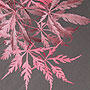 Acer palmatum dissectum 'Tamuke yama' | Japanese Maples, Ornamental Trees