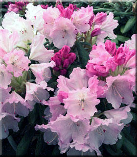 Rhododendron 'Crete' | Rhododendrons (Hybrids & species)