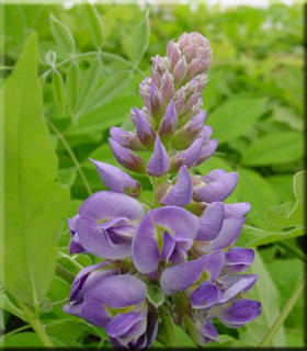 Wisteria frutescens 'Amethyst Falls' | Wisteria and Vines