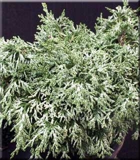 Chamaecyparis obtusa 'Mariesii' | Conifers