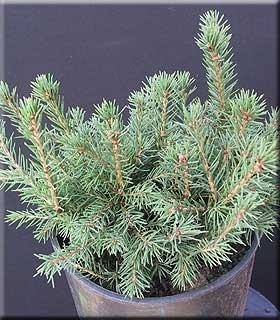 Picea abies 'Gregoriana' | Conifers