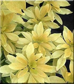 Choisya ternata 'Sundance' | Deciduous & Evergreen Shrubs