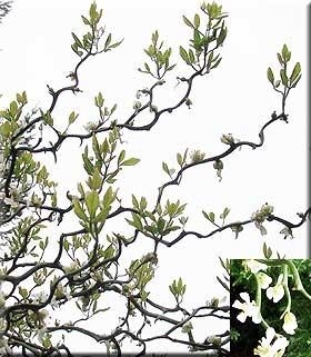 Ponciris trifoliata 'Flying Dragon' | Deciduous & Evergreen Shrubs