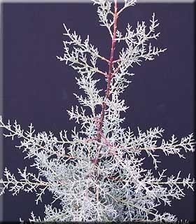 Cupressus arizonica var. glabra | Conifers