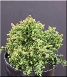 Cryptomeria japonica 'Koshyi' | Conifers