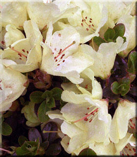 Rhododendron 'Wren' | Rhododendrons (Hybrids & species)