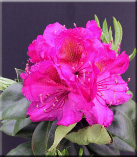 Rhododendron 'Royal Purple' | Rhododendrons (Hybrids & species)