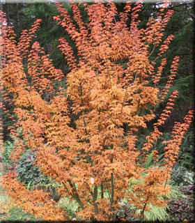 Acer palmatum 'Shishigashira' | Japanese Maples, Ornamental Trees