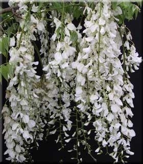 Wisteria floribunda 'Longissima Alba' | Wisteria and Vines