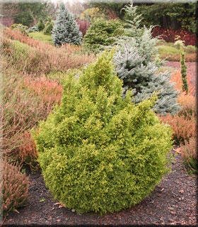 Chamaecyparis pisifera 'Juniperoides Aurea' | Conifers