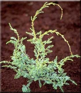 Fitzroya cupressoides | Conifers