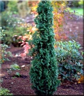 Thuja occidentalis 'Degroot's Spire' | Conifers