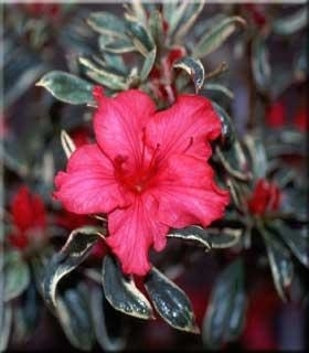 Azalea 'Silver Sword' | Evergreen Azaleas