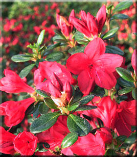 Azalea 'Stewartstonian' | Evergreen Azaleas