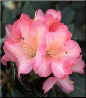 Rhododendron 'Bruce Brechtbill' | Rhododendrons (Hybrids & species)