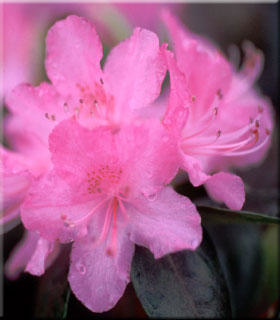 Rhododendron 'Olga Mezitt' | Rhododendrons (Hybrids & species)