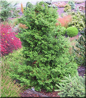 Chamaecyparis obtusa 'Rashamiba' | Conifers