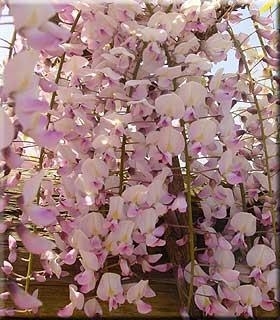 Wisteria floribunda 'Honbeni' | Wisteria and Vines