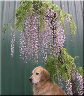 Wisteria floribunda 'Macrobotrys'  | Wisteria and Vines