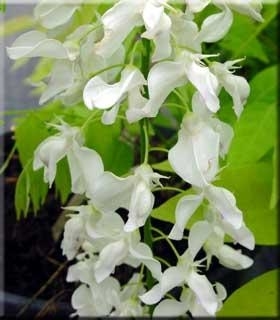 Wisteria floribunda 'Shiro noda' | Wisteria and Vines