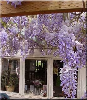 Wisteria sinensis 'Prolific' | Wisteria and Vines