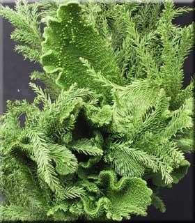 Cryptomeria japonica 'Cristata' | Conifers