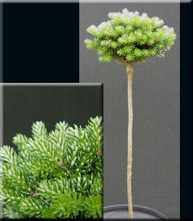 Abies koreana 'Silberzwerg' | Standards